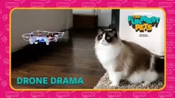 Countdown: The Funniest Pets | Drone Drama