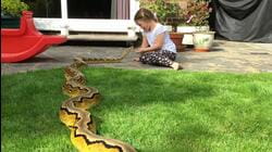 Snakes and Reptiles