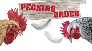 Pecking Order