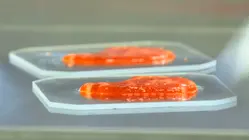 Can Lab-Grown Steak be the Future of Meat?