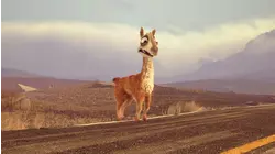 Test Asset for Italy Nonadult rating