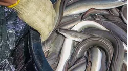 Why Japanese Eel Is So Expensive