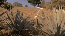 Madera Community College preparing to launch an agave distillery program