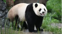 Panda-monium as Beloved Creatures Arrive in Atlanta