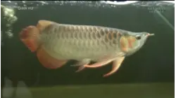 Why Dragon Fish Are So Expensive
