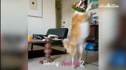 Happy Holidays With Your Pet | Pet Pointers