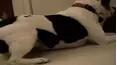 Funniest Pets & People