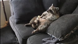 You Animal!