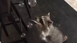 Pet Noir