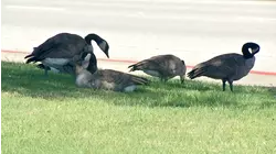 Foster City to tackle geese poop problem with drones, lasers and dogs