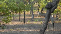 Bats Of Malawi