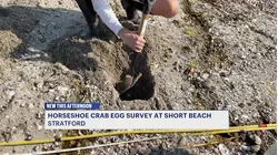 Horseshoe crab survey on Short Beach highlights urgent push to save a species in decline