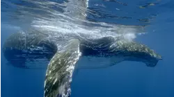 Giant's Migration