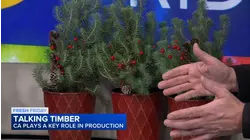 Fresh Friday: Talking Timber