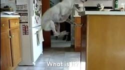 Hilarious Hound Dogs