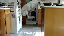 Hilarious Hound Dogs