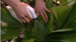 Garden Guide: 5 common winter houseplant problems (and 5 solutions)