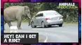 Animals Undercover