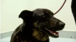 An Important Job