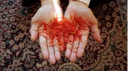 Why Real Saffron Is So Expensive