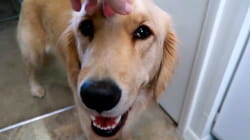 TPC That's My Pet | Golden Retrievers