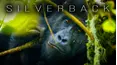 Silverback