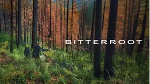 Bitterroot