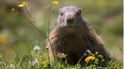 Researchers Launch Marmot OnlyFans Page to Raise Funds