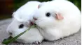 We Heart Animals