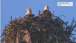 Abandoned osprey nest taken over by bald eagles torn down for development