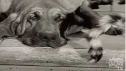 The Beverly Hillbillies: S1 E30 - Duke Becomes A Father