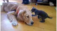 Paws VS. Claws
