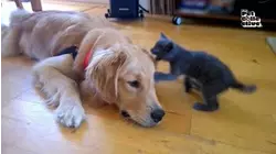 Tiny Pets