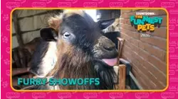 Countdown: The Funniest Pets | Furry Showoffs
