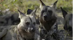 AFRICA'S GREAT OASIS - THE OKAVANGO