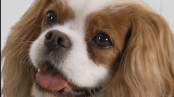 Primetime Pets | Ep. 2.6