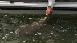 Silver Kings S6:E10 "Nuthin' but Sharks"
