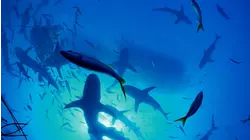The Shark Whisperer