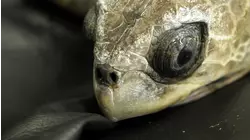 One Very Lost Sea Turtle