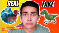 Real vs. Fake: Sports Teams