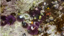 Secret Underwater Planet