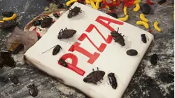 Infestation