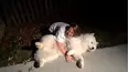 TPC's Pet Obsessed