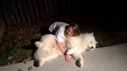 Stubborn Pets