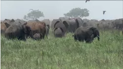 Dining Companions