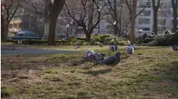 Pigeons