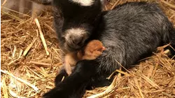 Chicken Littles