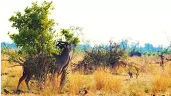 Nature Scenes Baby Animals: Bison, Gazelle, Kudu, Rhea Chicks