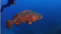 How To Dive With Goliath Groupers