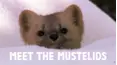 Meet the Mustelids